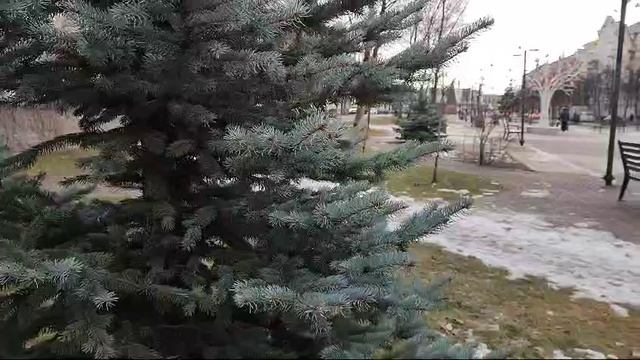 ГОЛУБАЯ ЕЛЬ