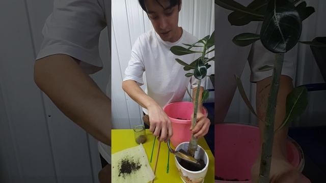 Пересадка адениума