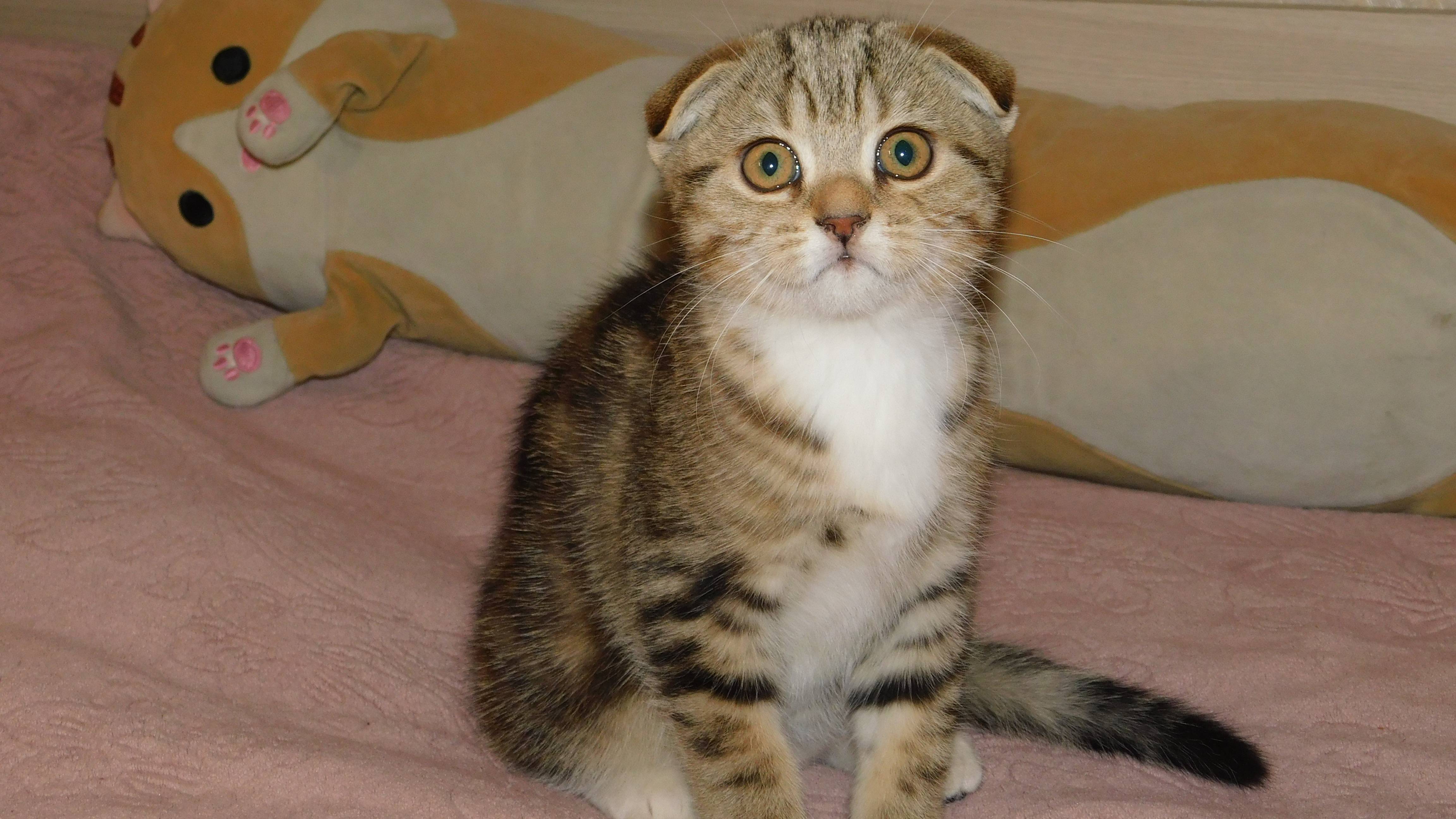 Шотландский вислоухий котёнок