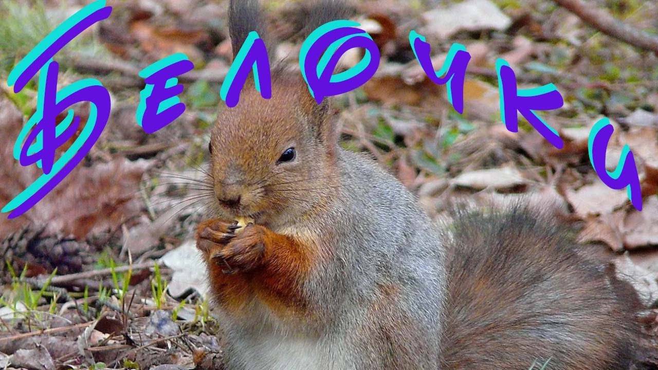 Белочки орешки грызут
