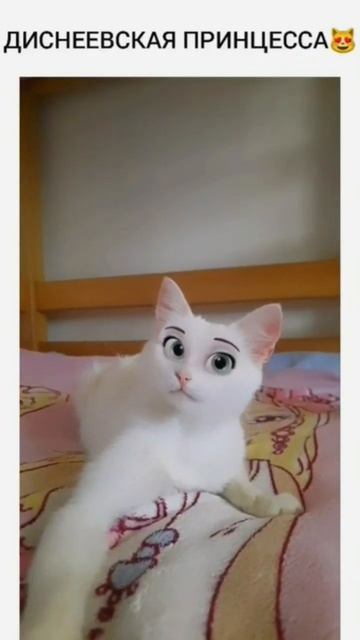 ШОК!КОШКА С ДИСНЕЕВСКИМИ ГЛАЗАМИ#shorts #кошка #смешныекоты #рекомендации