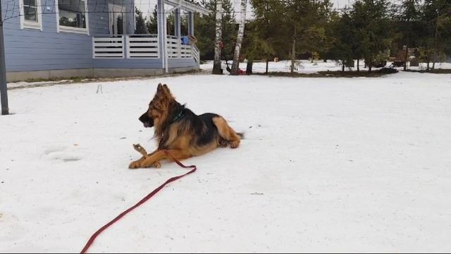 Брамс в новом доме