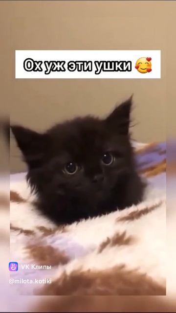 clip-216035917_456240035