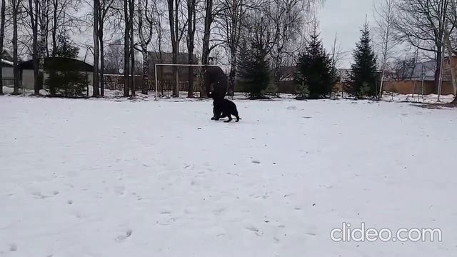 Учеба это труд. А начало занятий вне  дома  процесс сложный, особенно для щенка.