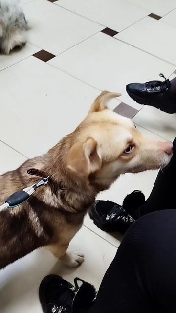 Маленькая собачка Николь ищет семью❤️ 12кг, 9мес, больше не вырастет😍