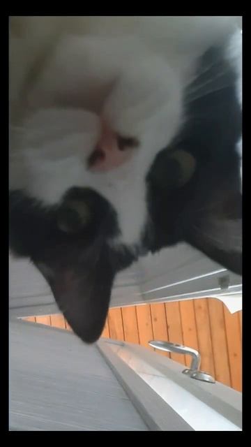 ПРИВЕТ#кошка #кошка #смешныекоты #рекомендации