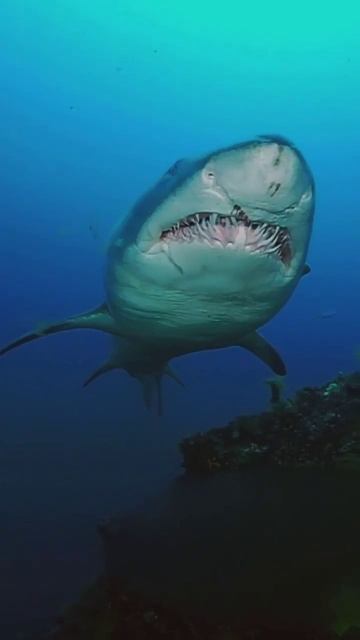 🦈Тигровая акула - один из наиболее распространенных видов акул на Земле.