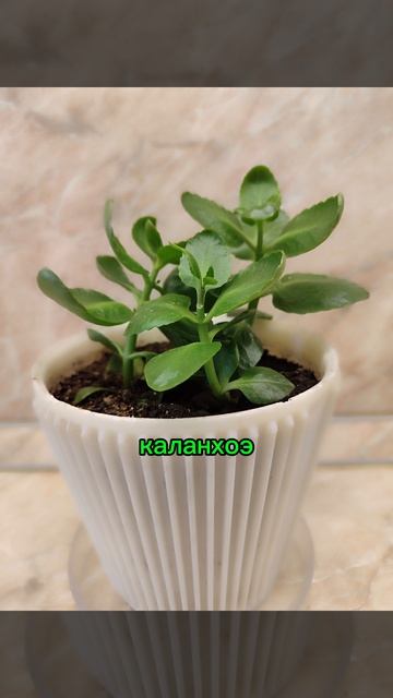 Распродажа комнатных растений