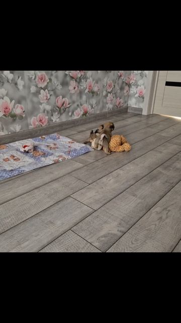 Из Дома Лоцман