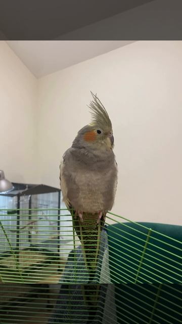 Corey the corella just chilling  #birds #parrot #parakeet