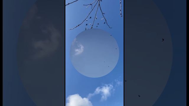 гоняет голубей