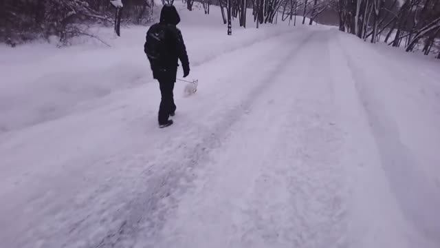 ЧУДНОЙ МУЖИК В МОРОЗ ВЫГУЛИВАЕТ НА ПОВОДКЕ БЕЛОГО КОТА КАК СОБАЧКУ