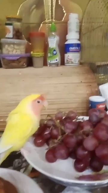 VID-20250125-WA0006.mp4