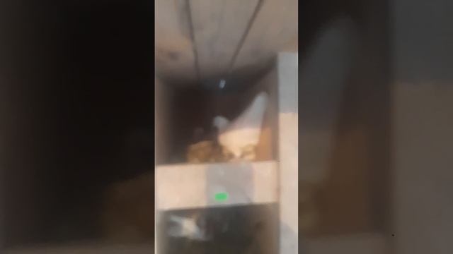 голубь разоряет гнездо