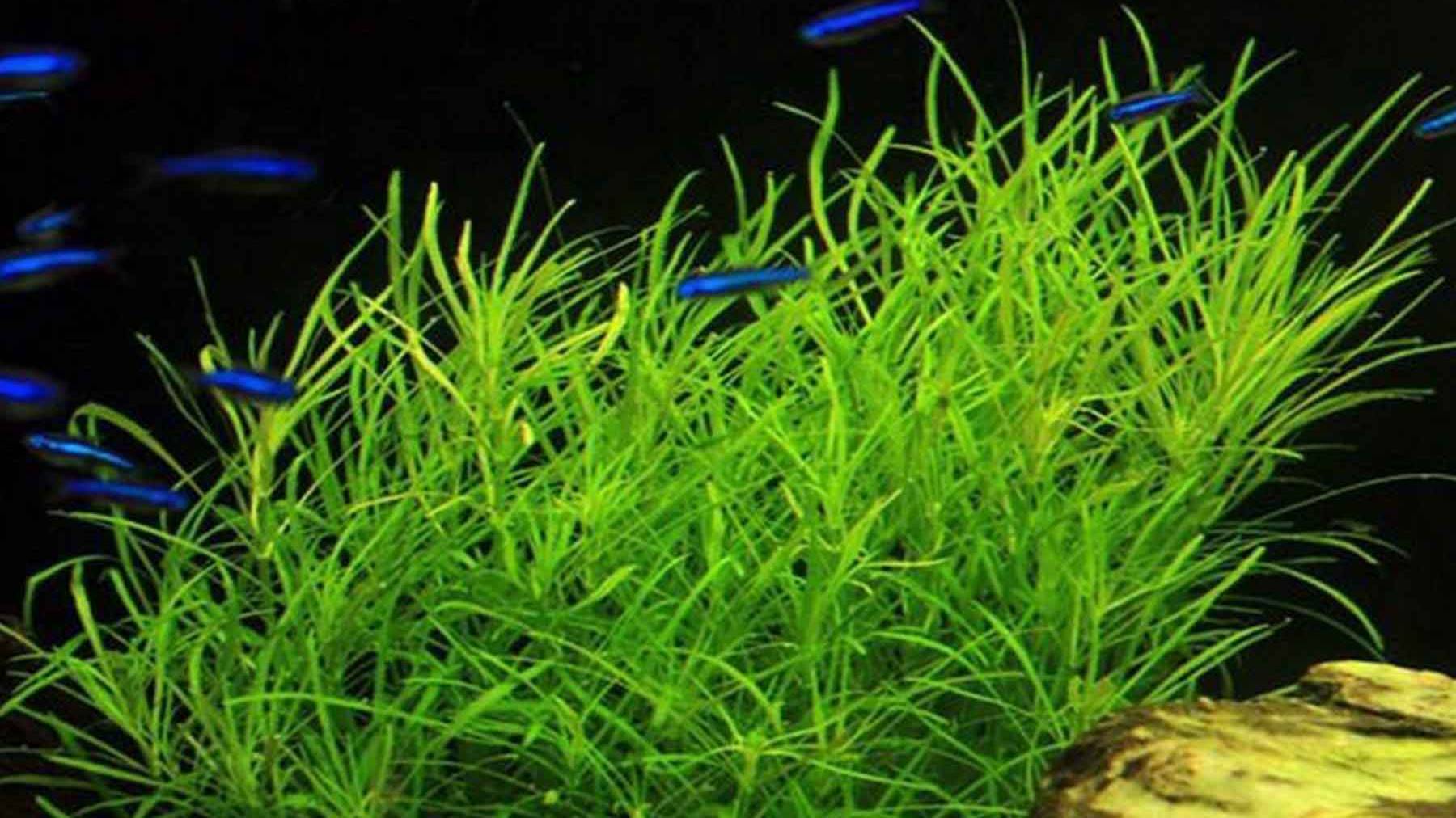 Погостемон октопус - Pogostemon stellatus sp. "Octopus"
