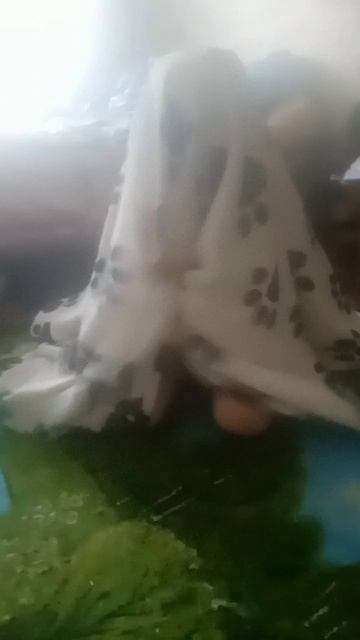 бедная белочка