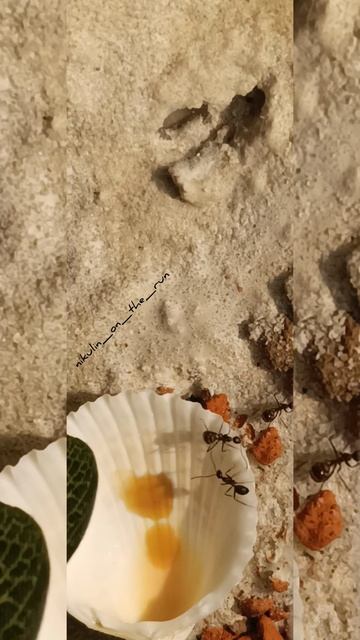 Муравьи Camponotus nicobarensis (Рыжий реактивный муравей)