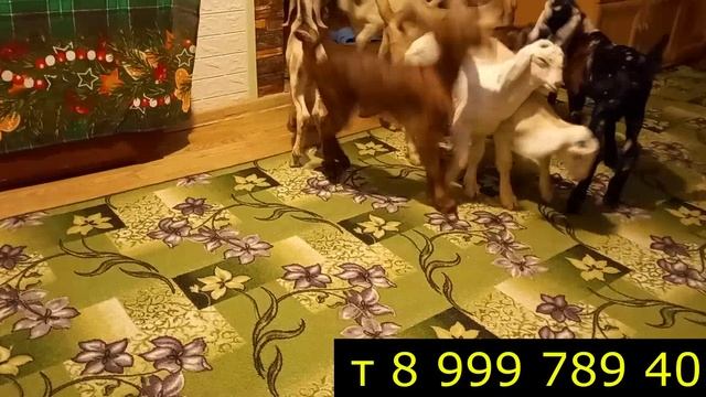 Продажа козлят, камори-нуб, козлики