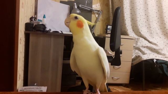 пение кореллы/смешной попугай