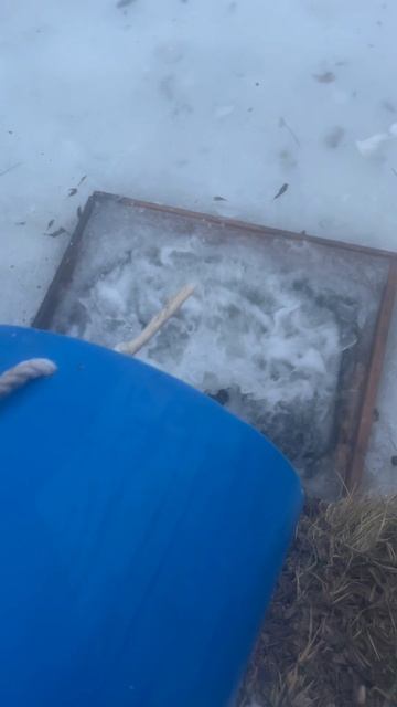 Ежедневный запуск форели