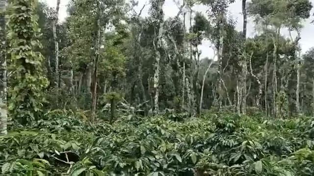 6 acre well maintained robusta coffee plantation in Mudigere for sale