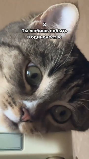 Пять признаков того, что вы - котик