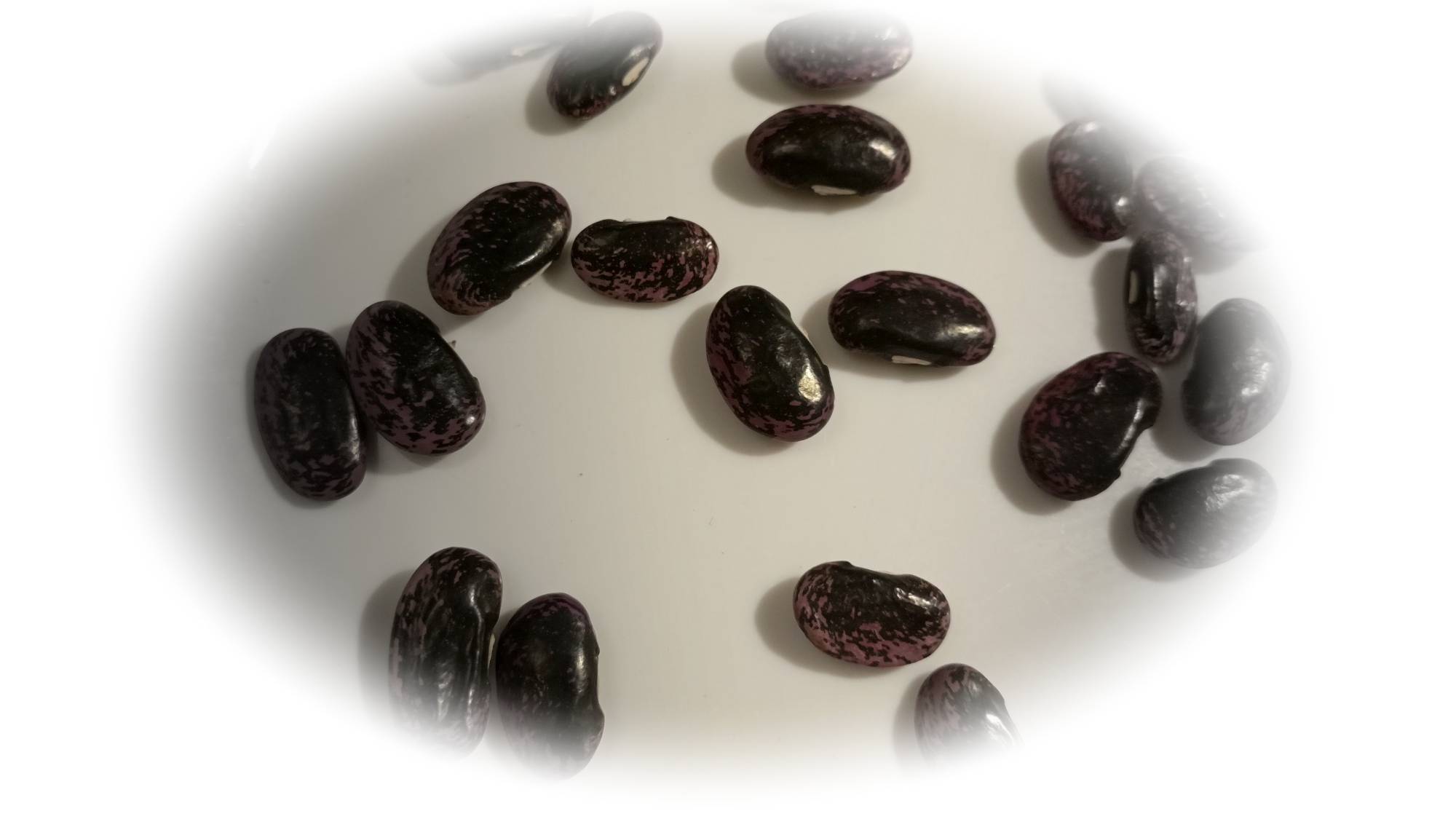 Фасоль лимская сорт  Красноцветущая -Сибирь 2024г.