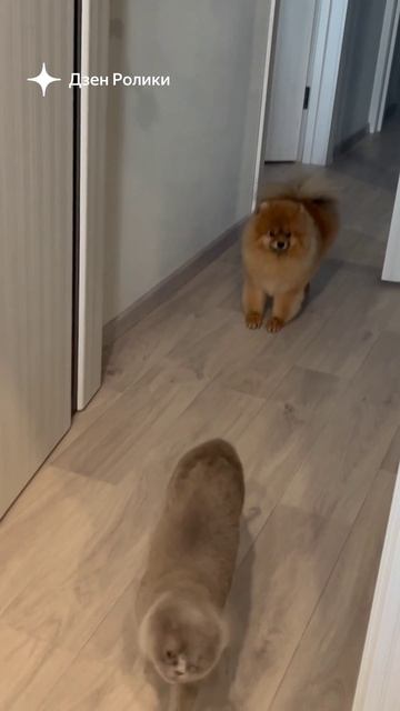 Дружба 🦁🐈