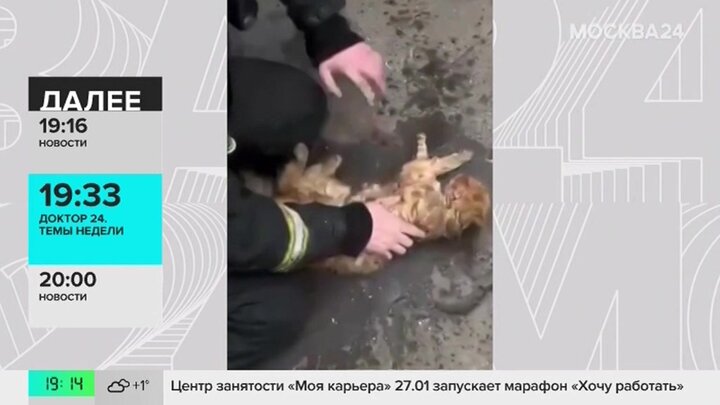 Шесть человек и кот спасены при пожаре в многоэтажном доме на востоке Москвы