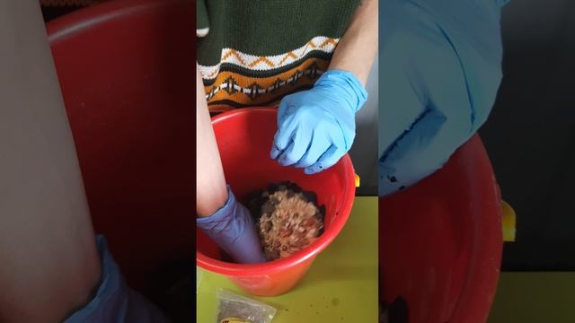 Как пересадить замиокулькас?