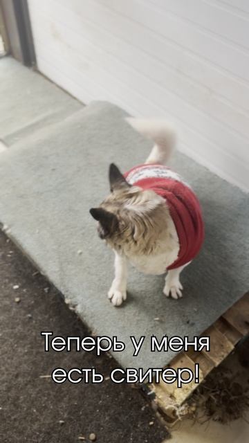Мистер Уточкин ищет дом!