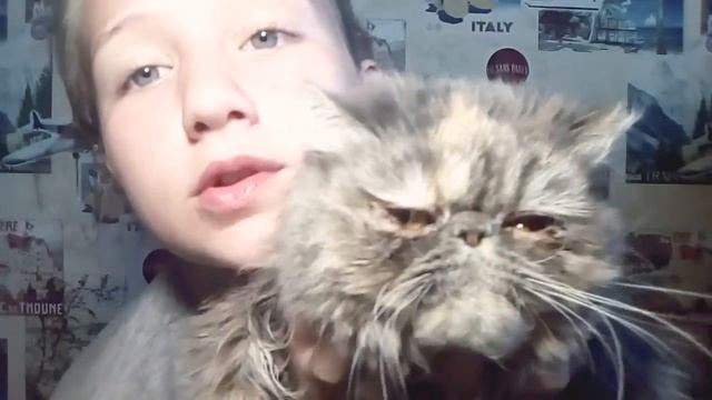 Рассказываю о моих кошках, ставь пальцы в верх)