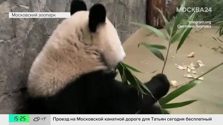 В Московском зоопарке показали обед панды Катюши