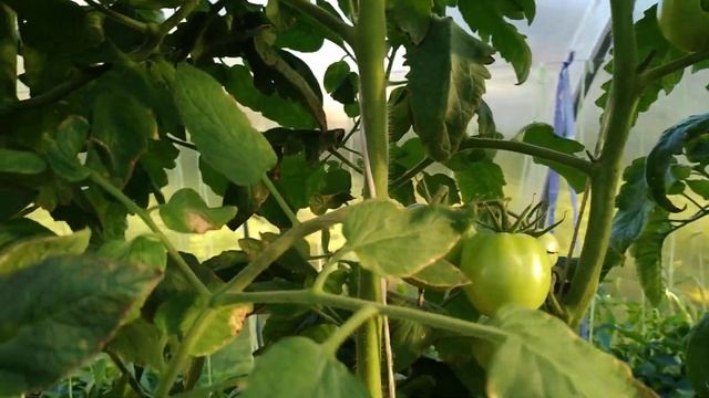 Бурая пятнистость на томатах