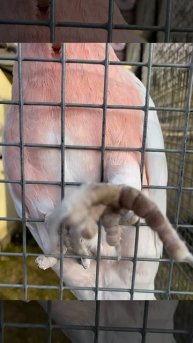 Major Mitchell’s Cockatoo / Какаду Инка выпрашивает еду #birds #parrot #nature #cockatoo
