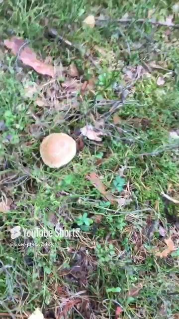 Молоденький и взросленький#Young and mature #sorts #лес #forest #белые