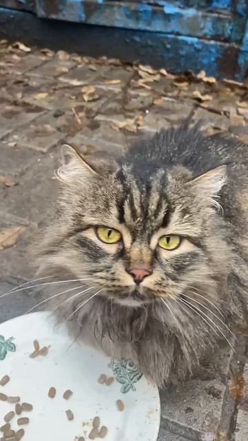 В заброшенном доме живут вот такие две девочки- близняшки.