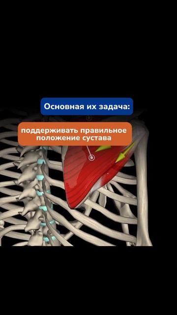 Мышцы безопасности работы суставов