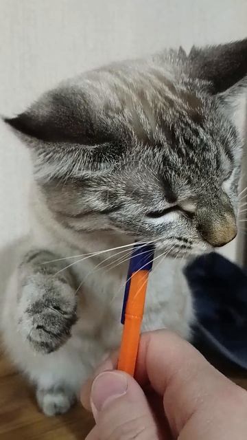 Домашняя живность