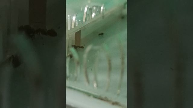 муравьи Lasius Niger хорошо себя чувствуют в новой ферме!
