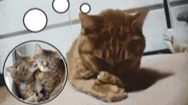 котики