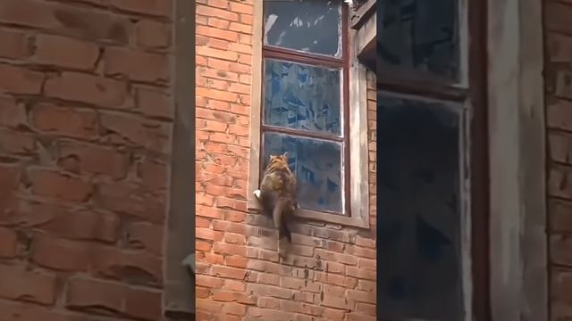 Мама не бросит