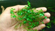 Марсилия крената - Marsilea crenata