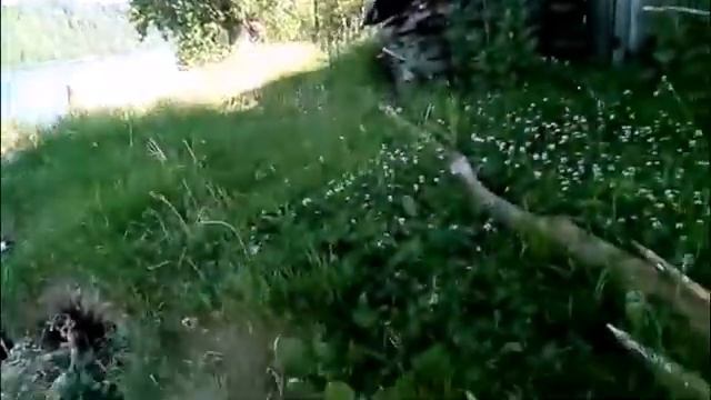 Аркуль,  12 июня 2021, большая вода с Вятки ушла