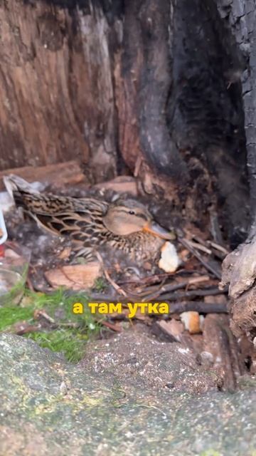 НАС ЖДАЛ СЮРПРИЗ