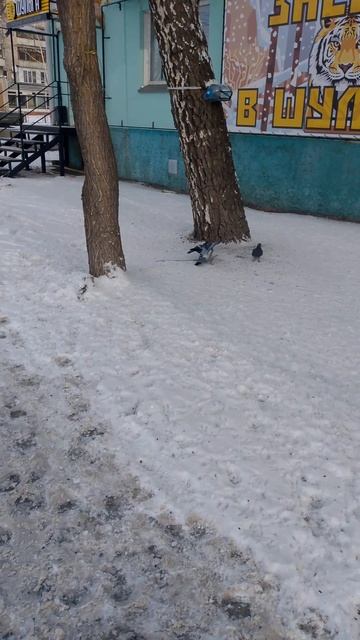 Птицы дерутся