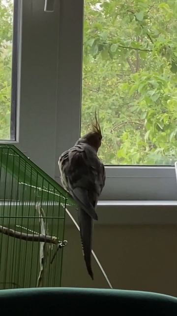 Cockatiel reaction at rain ☔️/ корелла реагирует на дождь #birds #parrot #rainyday #nature