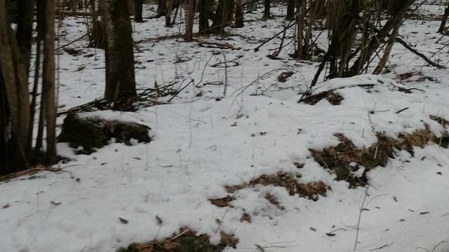 25.01.2025.Обзор с места свалок в Ляховском лесу. Река Востец.Тюбинговая трасса Домодедово. Часть1