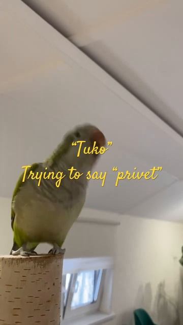 Parrot say “Hello”. Попугай говорит «привет»