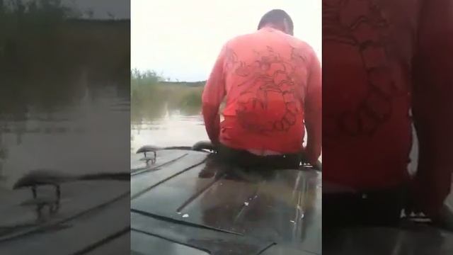 Кронозаплыв часть 2